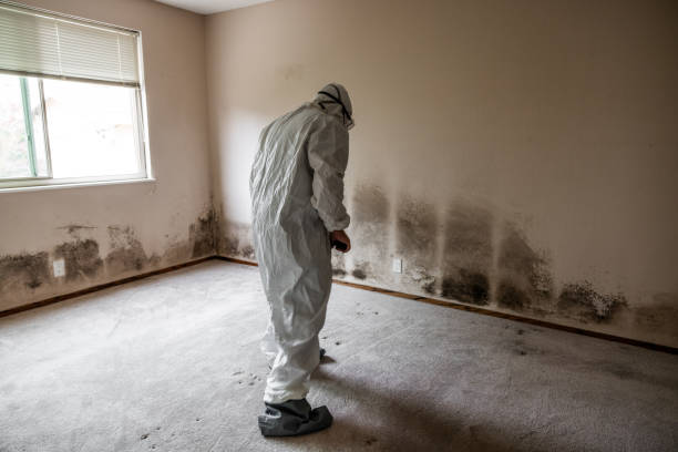 Mold Inspection, Removal & Remediation